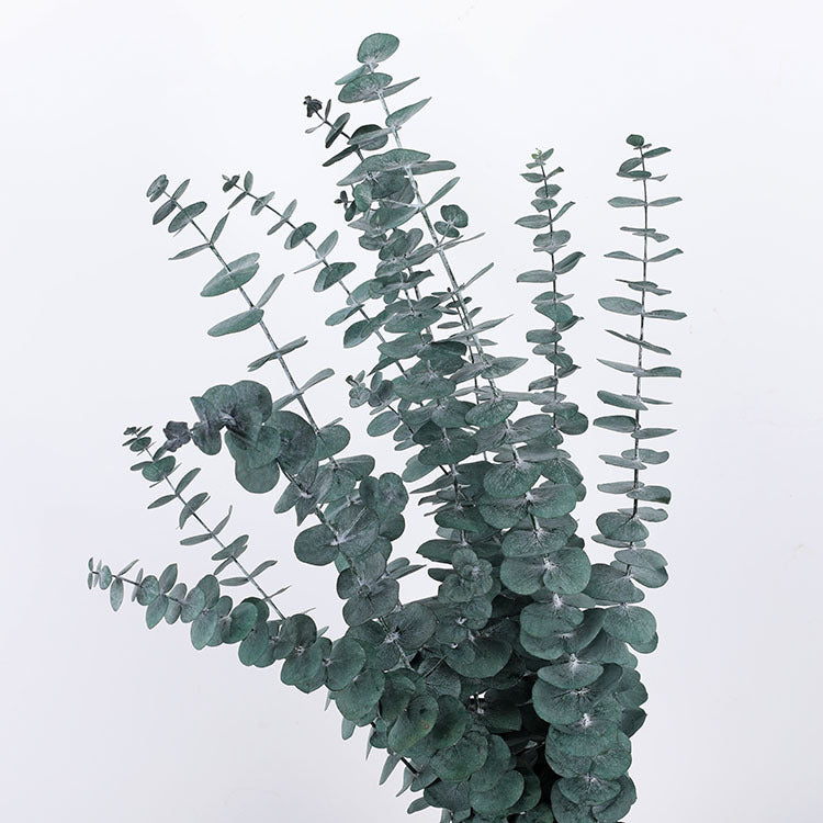 Bulk 10 Pcs Preserved Dried Eucalyptus Stems Wholesale