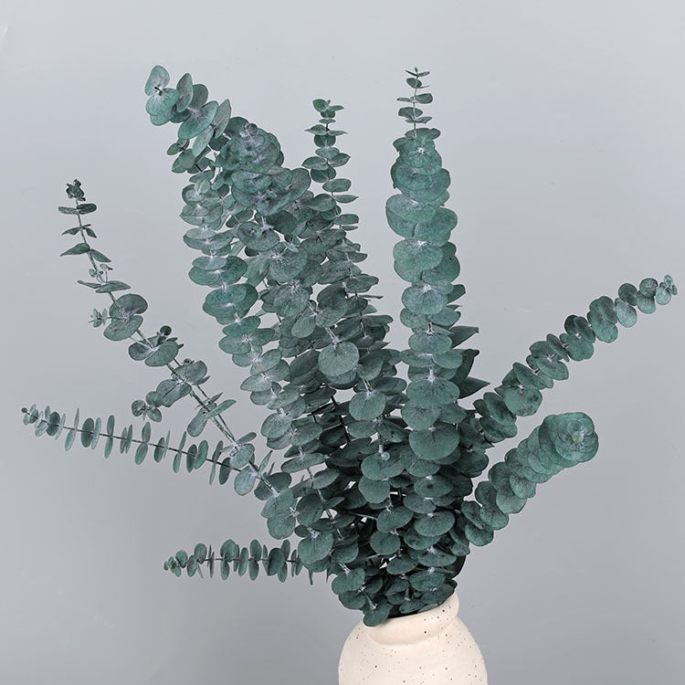 Bulk 10 Pcs Preserved Dried Eucalyptus Stems Wholesale