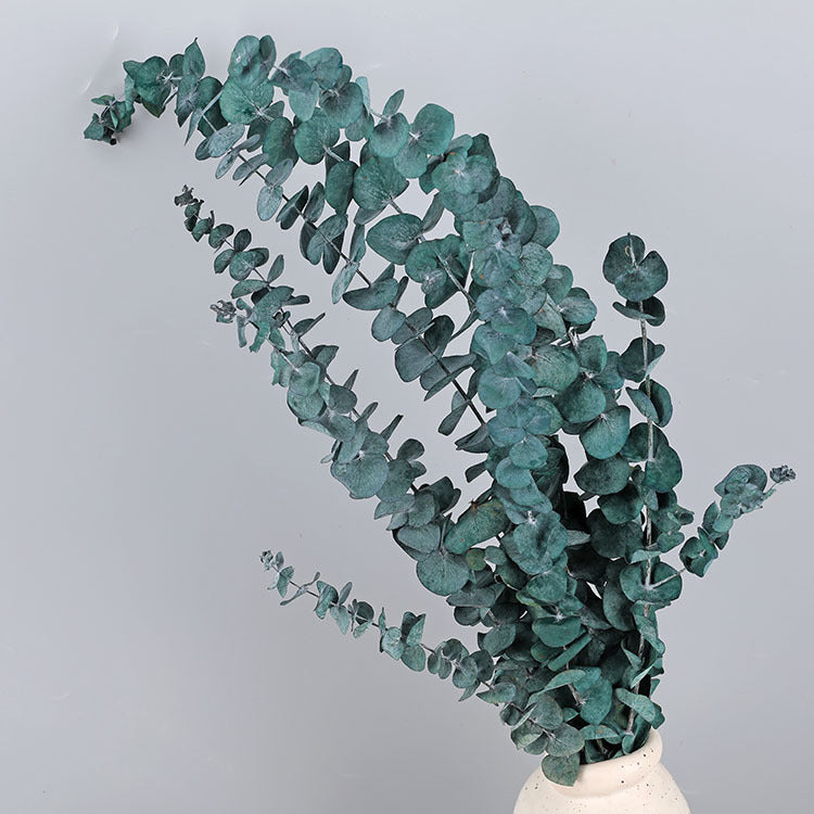 Bulk 10 Pcs Preserved Dried Eucalyptus Stems Wholesale