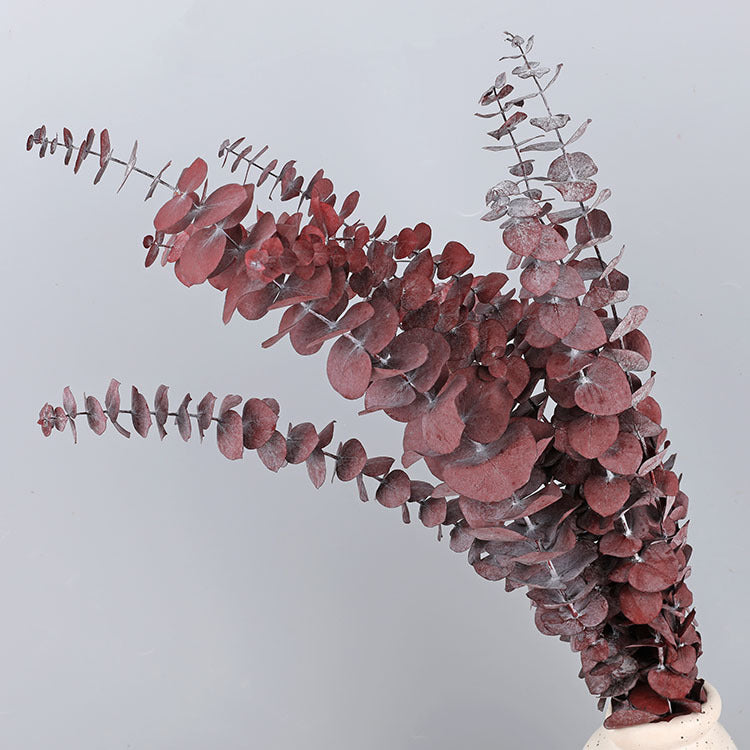 Bulk 10 Pcs Preserved Dried Eucalyptus Stems Wholesale