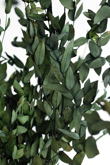 Bulk Preserved Eucalyptus Stems Bundles for Crafts Wholesale