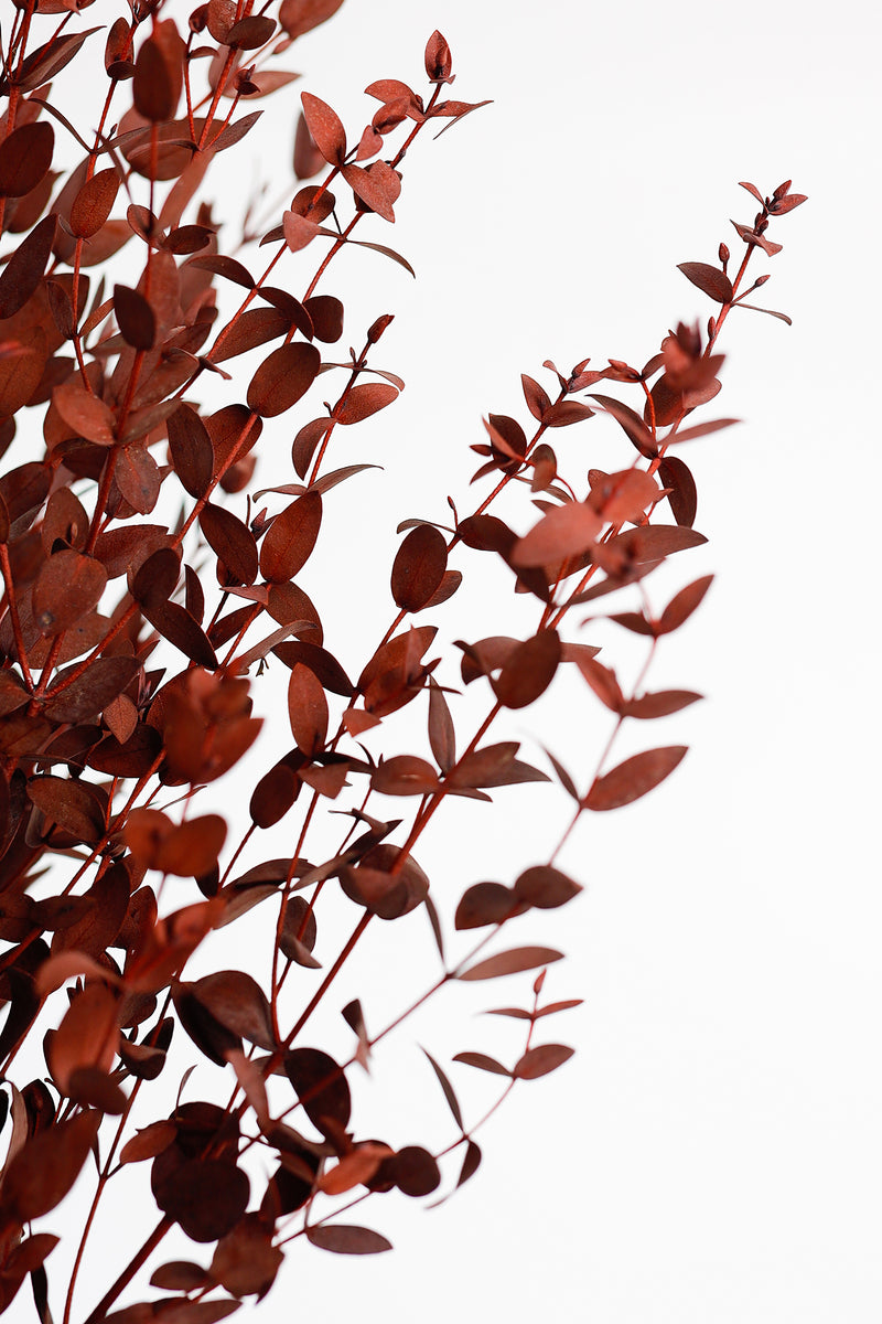 Bulk Preserved Eucalyptus Stems Bundles for Crafts Wholesale