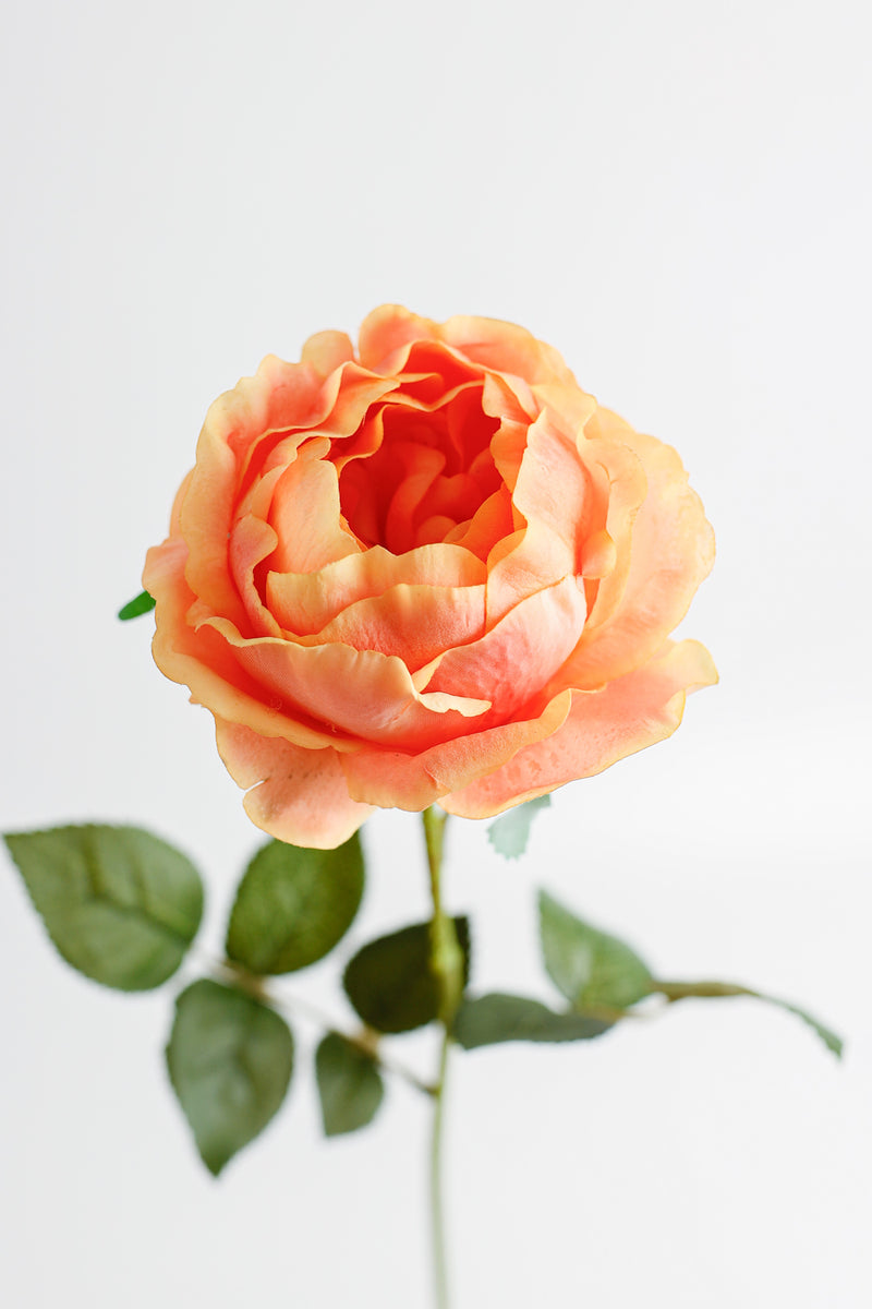 AM Basics 26" Tige de roses Austin Fleurs artificielles