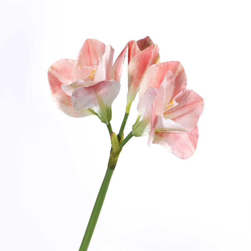 Fleurs de lys de Noël en soie de 22 pouces en vrac Clivia Miniata 
