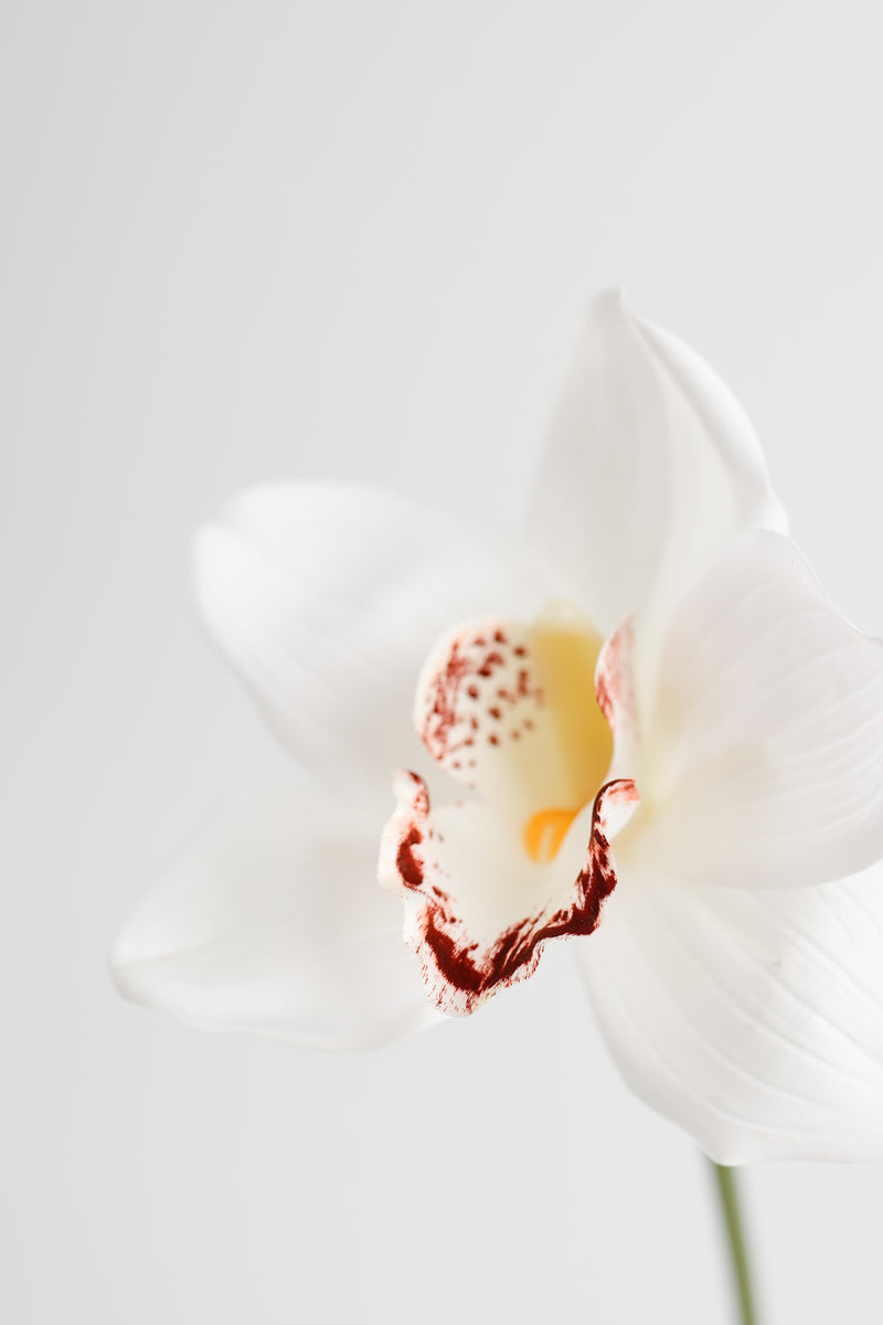 Bulk AM Basics 10" Cymbidium Stems Real Touch Flowers Artificial Wholesale