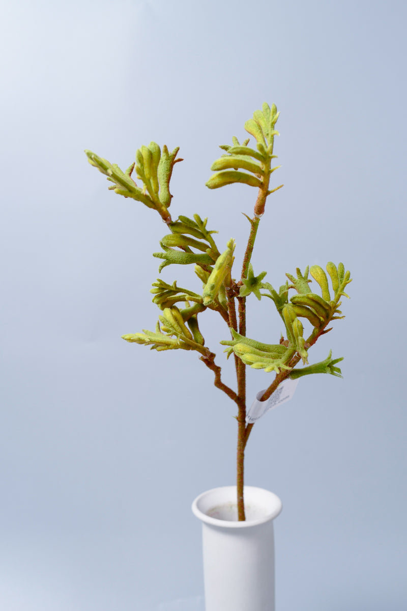 Fleurs artificielles en vrac AM Basics Pattes de kangourou 23 pouces en gros