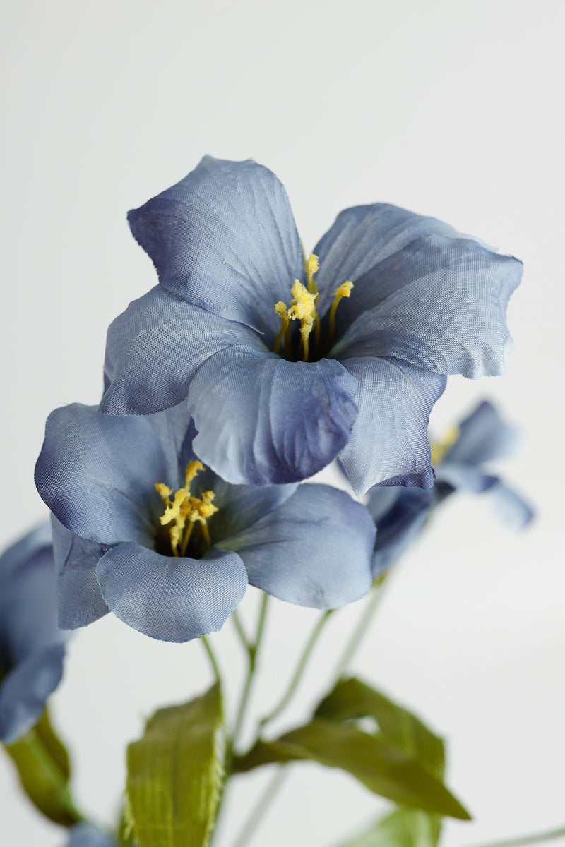 Tiges de gloire du matin de fleur de naissance de septembre en vrac AM Basics 31" en gros