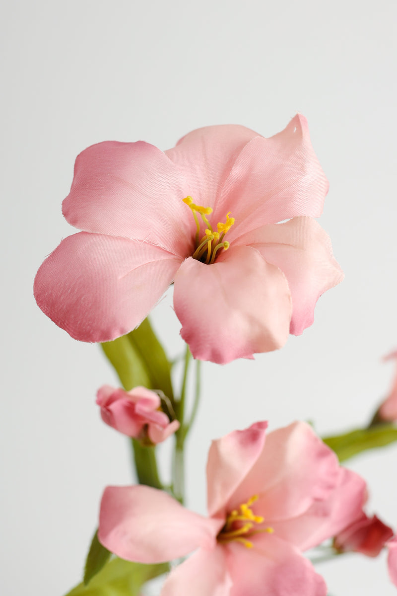 Tiges de gloire du matin de fleur de naissance de septembre en vrac AM Basics 31" en gros