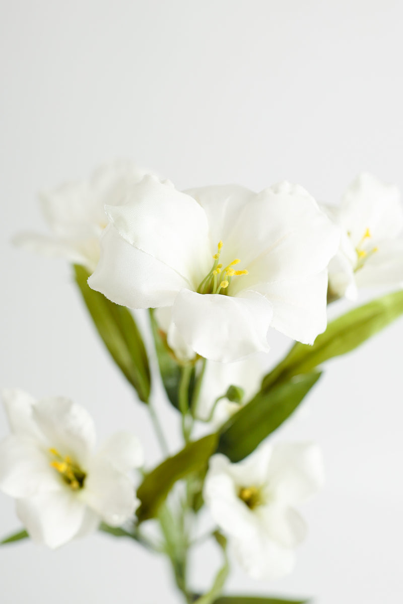 Tiges de gloire du matin de fleur de naissance de septembre en vrac AM Basics 31" en gros