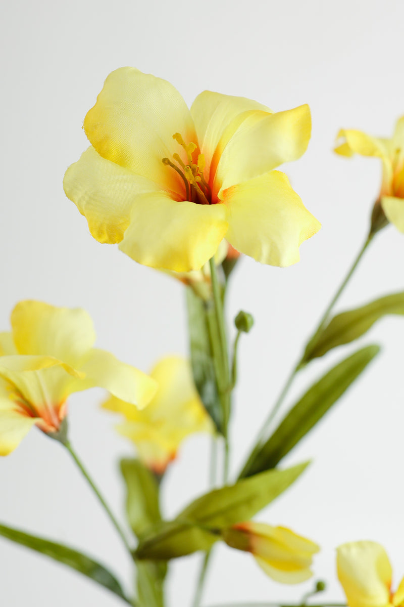Tiges de gloire du matin de fleur de naissance de septembre en vrac AM Basics 31" en gros