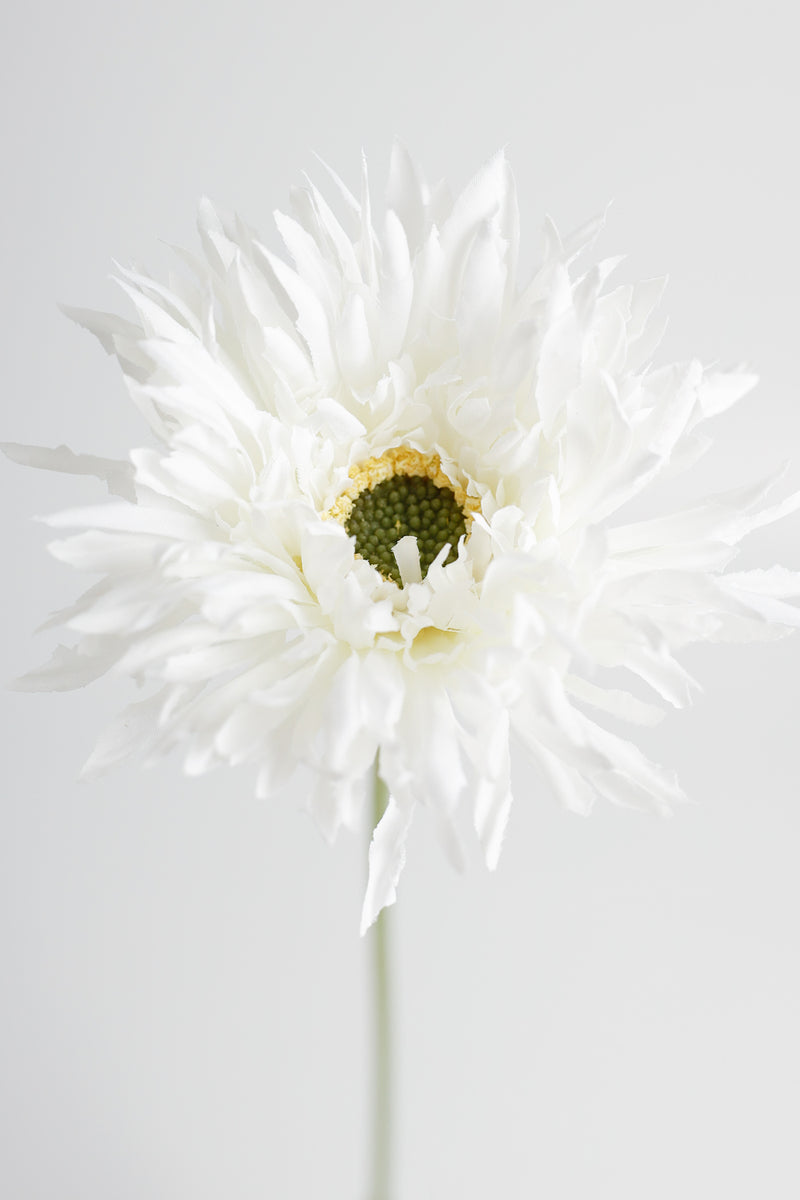 AM Basics Gerber Daisy Artificial Arrangement 17 Inch