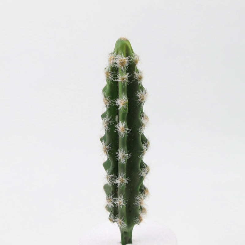 Mini cactus artificiales Suculentas Paisaje del desierto tropical 