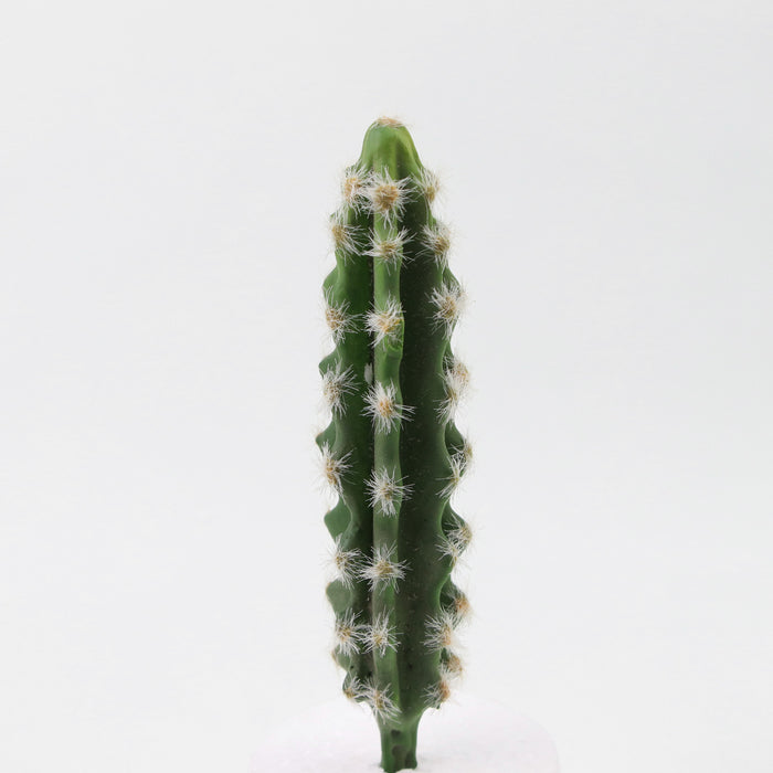 Mini cactus artificiales Suculentas Paisaje del desierto tropical 