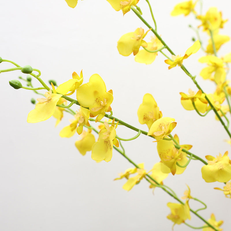 Bulk 31" Dancing Lady Orchids Long Stem Flowers Wholesale