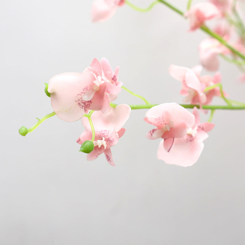 Bulk 31" Dancing Lady Orchids Long Stem Flowers Wholesale