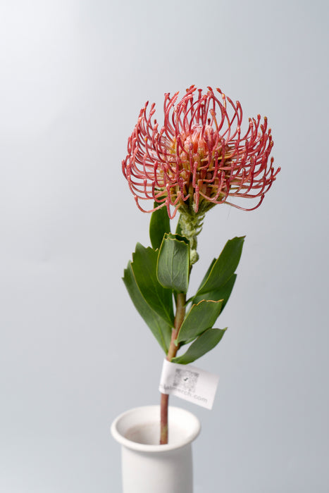 Bulk AM Basics Artificial Pincushion Flower 21 Inch Wholesale
