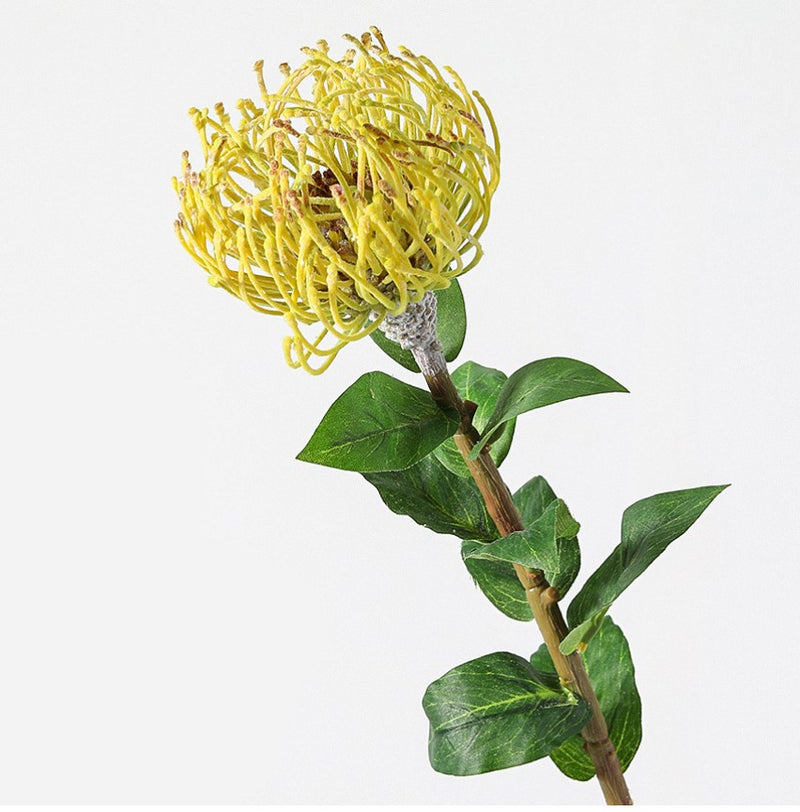 Tiges de Leucospermum Cordifolium en vrac de 30 pouces Fleurs de Protea en coussinet en gros 
