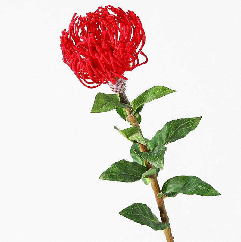 Tiges de Leucospermum Cordifolium en vrac de 30 pouces Fleurs de Protea en coussinet en gros 
