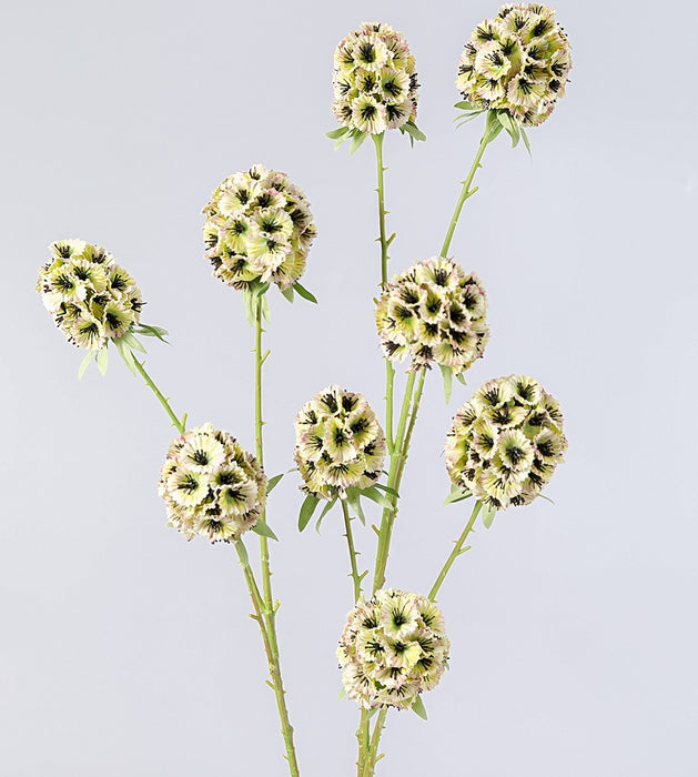 Bulk Artificial Scabiosa Pods Filler Flower Scabiosa Stella Stem 28 Inch Wholesale
