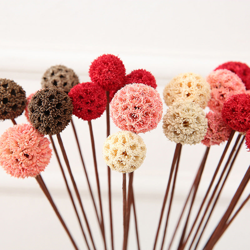 Bulk Preserved Pristimera Flower Balls Scabiosa Pods Windmill Fruit Flower Pods Wholesale