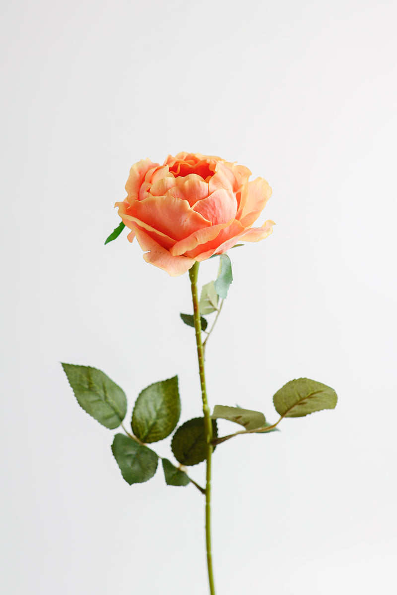 AM Basics 26" Tige de roses Austin Fleurs artificielles