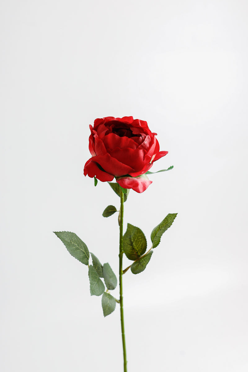 AM Basics 26" Tige de roses Austin Fleurs artificielles