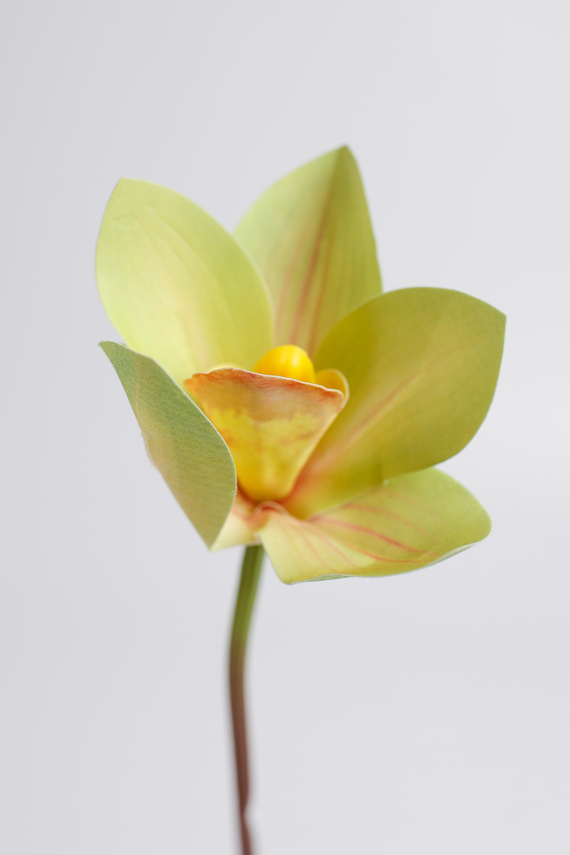 AM Basics 10" Primavera Cymbidium Orquídeas Tallo Real Touch Flor