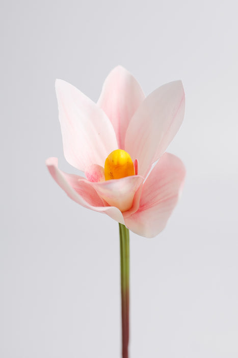 AM Basics 10" Spring Cymbidium Orchids Stem Real Touch Flower