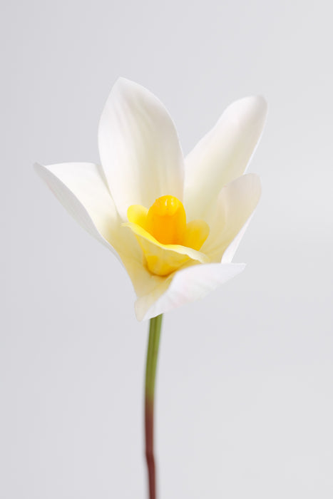 AM Basics 10" Spring Cymbidium Orchids Stem Real Touch Flower