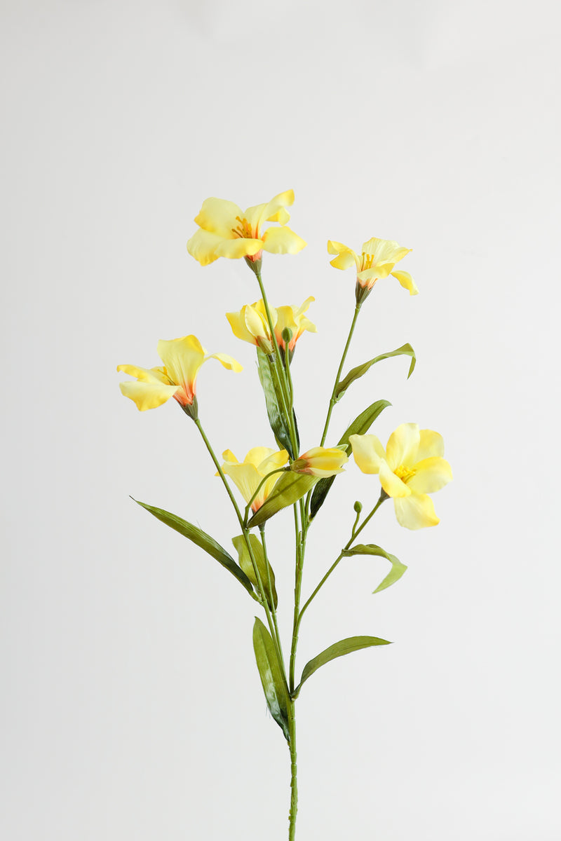 Tiges de gloire du matin de fleur de naissance de septembre en vrac AM Basics 31" en gros