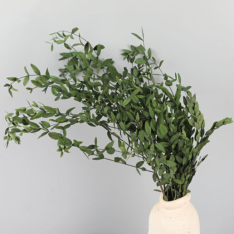 Bulk Preserved Eucalyptus Stems Bundles for Crafts Wholesale