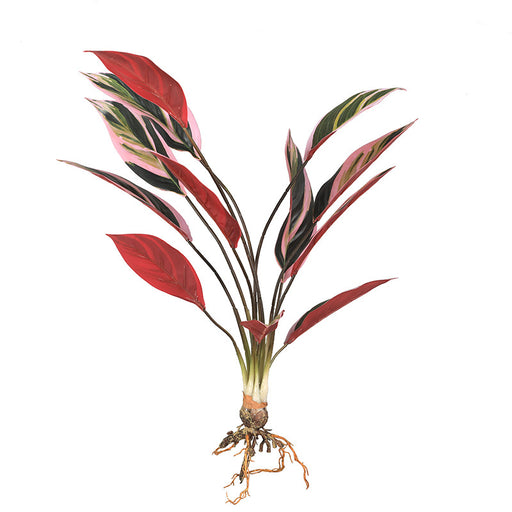 arrowroot plant indoor Lifelike Fake Arrowroot Leaves Plants Indoor Simulation Greenery Plant — Artificialmerch