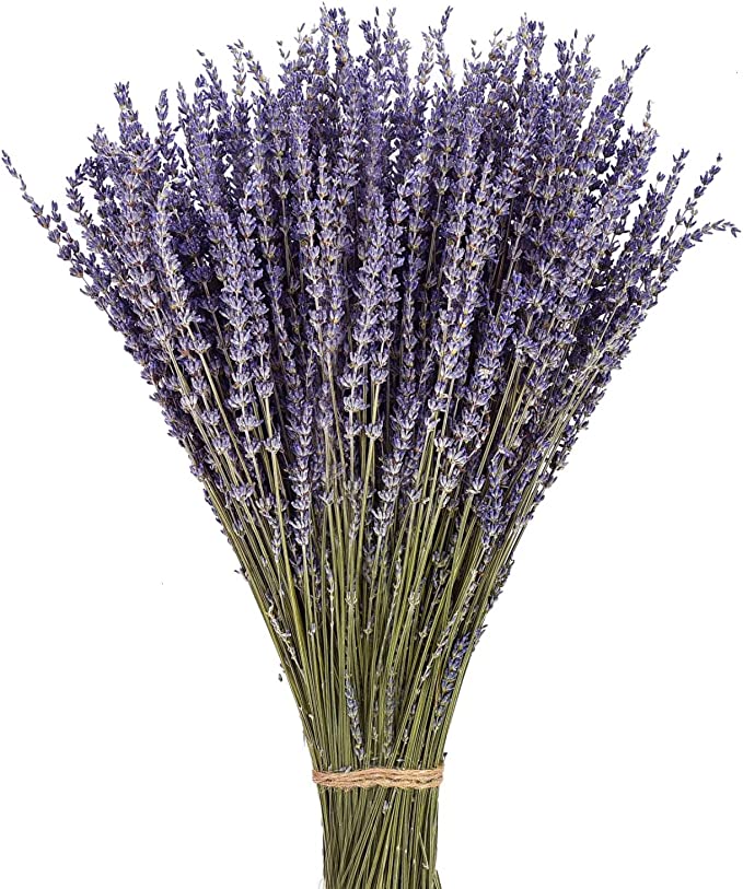 buy lavender plants in bulk Bulk 2 Bundles Dried Lavender Stalks Bundles Dried Flowers Wholesale — Artificialmerch