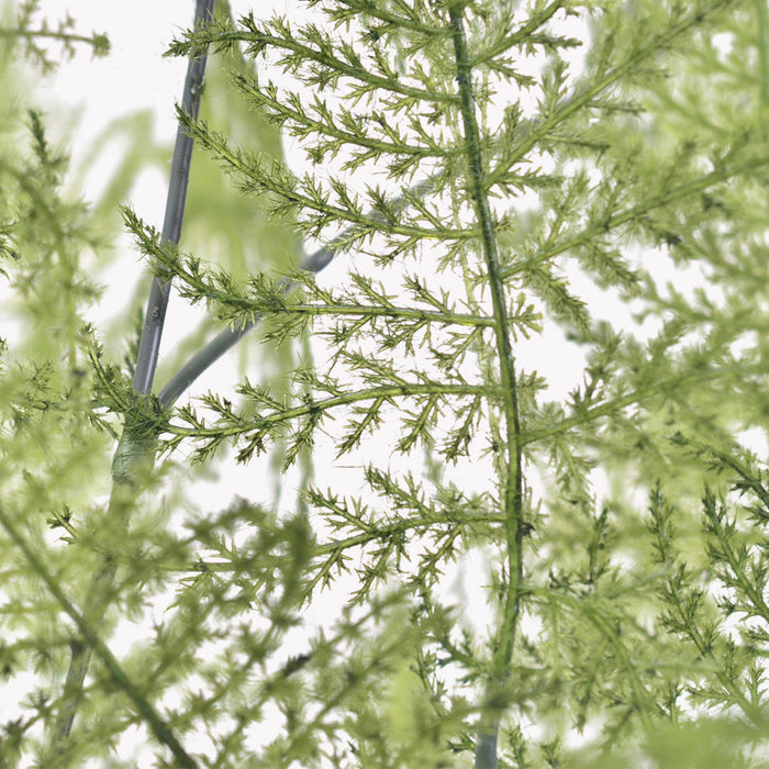 Bulk 34" Asparagus Fern Plants Stem Artificial Plants Wholesale
